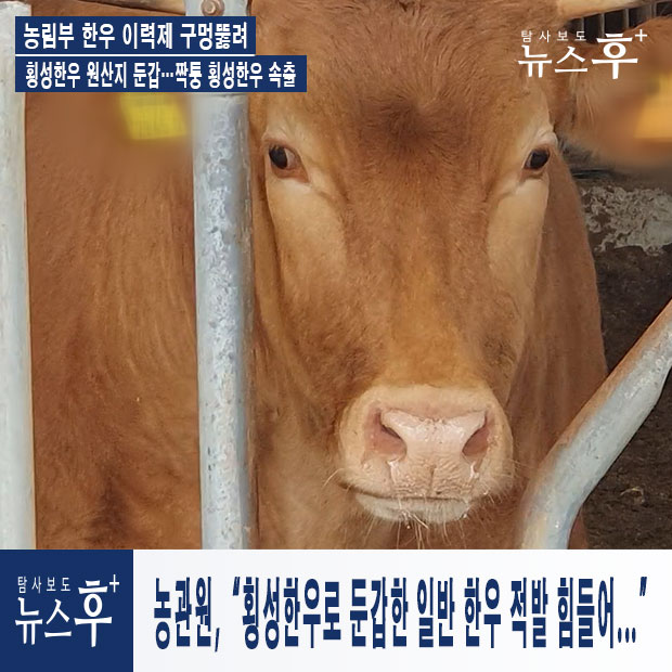 【단독】 횡성한우 원산지 둔갑…짝퉁 횡성한우 속출